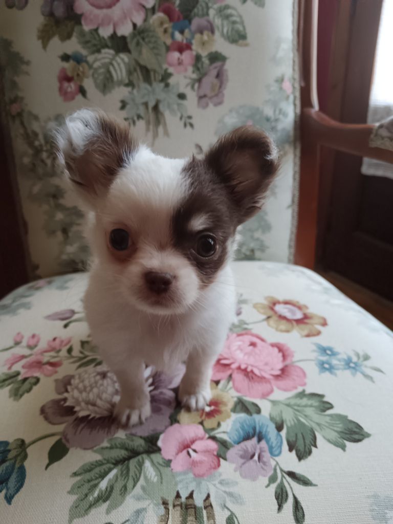 Des Edelweiss D'Ossau - Chiot disponible  - Chihuahua